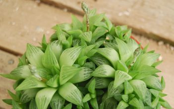 Haworthia turgida Haworthia turgida