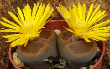Lithops aucampiae – Living Stones Lithops aucampiae - Living Stones