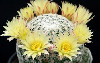 Mammillaria solisioides – Pitayita Mammillaria solisioides - Pitayita