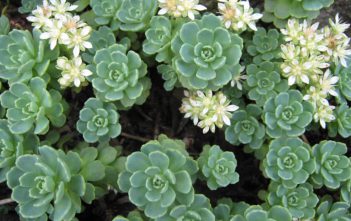 Rhodiola pachyclados – Gray Stonecrop Rhodiola pachyclados - Gray Stonecrop