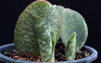 Sansevieria masoniana – Mason’s Congo Sansevieria masoniana - Mason's Congo