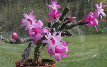 Schlumbergera opuntioides Schlumbergera opuntioides