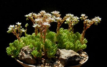 Sedum hirsutum – Hairy Stonecrop Sedum hirsutum - Hairy Stonecrop