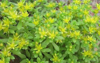Sedum lineare – Needle Stonecrop Sedum lineare - Needle Stonecrop