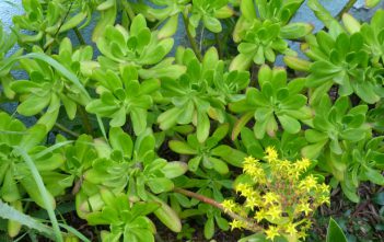 Sedum praealtum – Green Cockscomb Sedum praealtum - Green Cockscomb