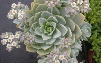 Sedum suaveolens – Sweet Smelling Sedum Sedum suaveolens - Sweet Smelling Sedum