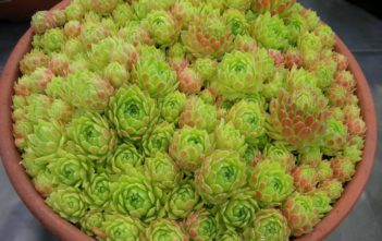 Sempervivum atlanticum – Hen and Chicks Sempervivum atlanticum - Hen and Chicks