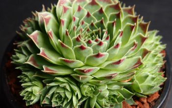 Sempervivum calcareum ‘Sir William Lawrence’ – Hen and Chicks Sempervivum calcareum 'Sir William Lawrence' - Hen and Chicks