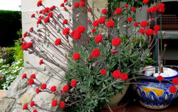Senecio fulgens – Coral Senecio, Scarlet Kleinia Senecio fulgens - Coral Senecio, Scarlet Kleinia