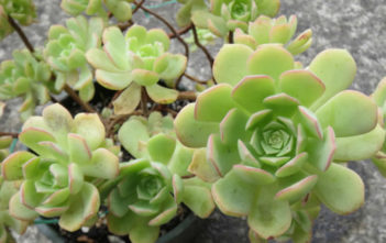 Aeonium castello-paivae Aeonium castello-paivae