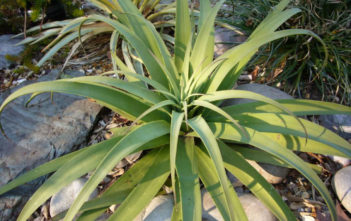 Agave bracteosa – Candelabrum Agave Agave bracteosa - Candelabrum Agave