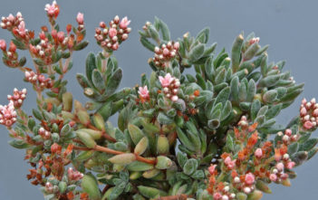 Crassula ‘Justus Corderoy’ Crassula 'Justus Corderoy'