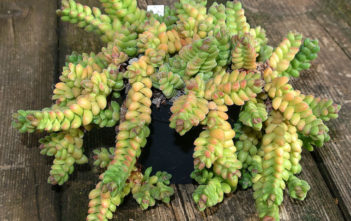 Crassula ‘Rosa Marina’ Crassula 'Rosa Marina'