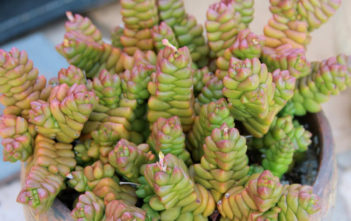 Crassula marchandii Crassula marchandii