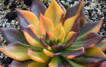 Echeveria ‘Bess Bates’ Echeveria 'Bess Bates'