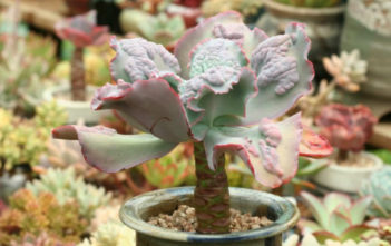Echeveria ‘Etna’ Echeveria 'Etna'
