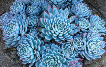 Echeveria ‘Violet Queen’ – Violet Queen Hens and Chicks Echeveria 'Violet Queen' - Violet Queen Hens and Chicks