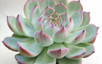 Echeveria chihuahuaensis Echeveria chihuahuaensis