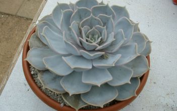 Echeveria lilacina – Ghost Echeveria Echeveria lilacina - Ghost Echeveria