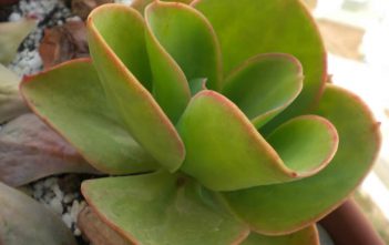Echeveria pallida – Argentine Echeveria Echeveria pallida - Argentine Echeveria