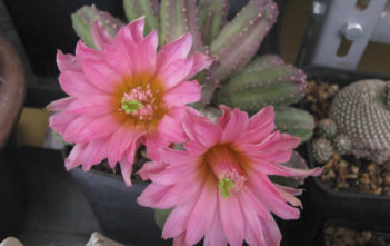 Echinocereus scheeri subsp. gentryi Echinocereus scheeri subsp. gentryi