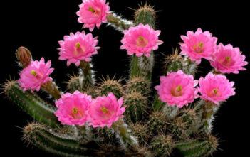 Echinocereus scheeri Echinocereus scheeri