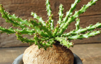 Euphorbia decidua Euphorbia decidua