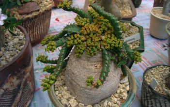 Euphorbia stellata Euphorbia stellata