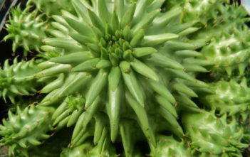 Euphorbia susannae – Suzanne’s Spurge Euphorbia susannae - Suzanne's Spurge