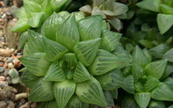 Haworthia turgida var. longibracteata Haworthia turgida var. longibracteata