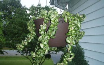 Hoya compacta ‘Regalis’ – Variegated Hindu Rope Hoya compacta 'Regalis' - Variegated Hindu Rope Plant