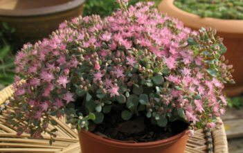 Hylotelephium pluricaule Hylotelephium pluricaule