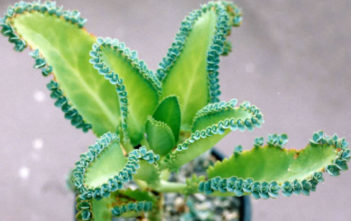 Kalanchoe laetivirens – Mother of Thousands Kalanchoe laetivirens - Mother of Thousands