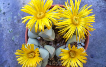 Lapidaria margaretae – Karoo Rose Lapidaria margaretae - Karoo Rose