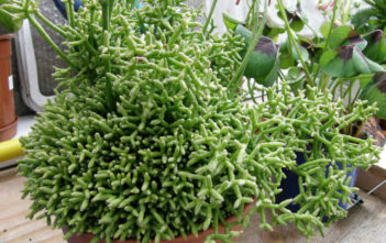 Rhipsalis cereuscula – Coral Cactus Rhipsalis cereuscula - Coral Cactus