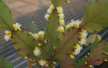 Rhipsalis pachyptera Rhipsalis pachyptera