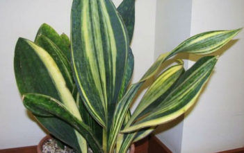 Sansevieria masoniana f. variegata – Mason’s Congo Sansevieria masoniana f. variegata - Mason's Congo