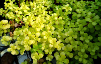Sedum makinoi ‘Ogon’ – Golden Japanese Stonecrop Sedum makinoi 'Ogon' - Golden Japanese Stonecrop