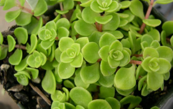 Sedum makinoi Sedum makinoi