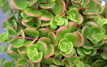 Sedum tetractinum – Chinese Sedum Sedum tetractinum - Chinese Sedum