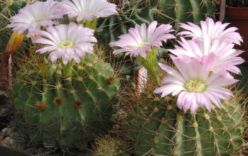 Acanthocalycium spiniflorum Acanthocalycium spiniflorum