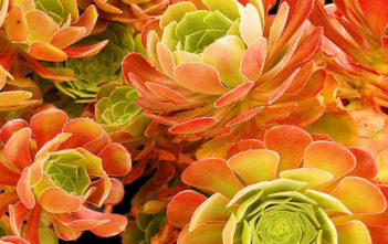 Aeonium ‘Blushing Beauty’ – Blushing Aeonium Aeonium 'Blushing Beauty' - Blushing Aeonium