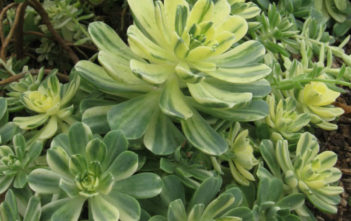 Aeonium castello-paivae ‘Variegata’ Aeonium castello-paivae 'Variegata'