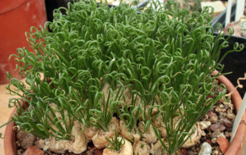 Albuca spiralis – Corkscrew Albuca Albuca spiralis - Corkscrew Albuca