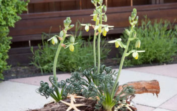 Albuca spiralis ‘Frizzle Sizzle’ Albuca spiralis 'Frizzle Sizzle'