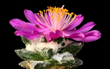 Ariocarpus scaphirostris – Living Rock Cactus Ariocarpus scaphirostris - Living Rock Cactus