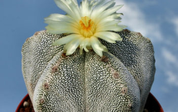 Astrophytum myriostigma ‘Onzuka’ Astrophytum myriostigma 'Onzuka'