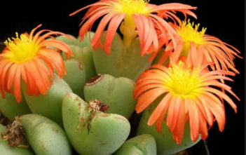 Conophytum frutescens Conophytum frutescens