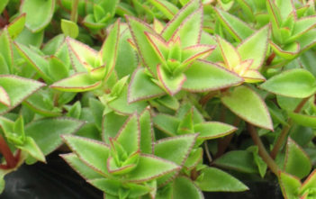 Crassula pellucida subsp. brachypetala Crassula pellucida subsp. brachypetala