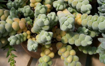 Crassula plegmatoides Crassula plegmatoides